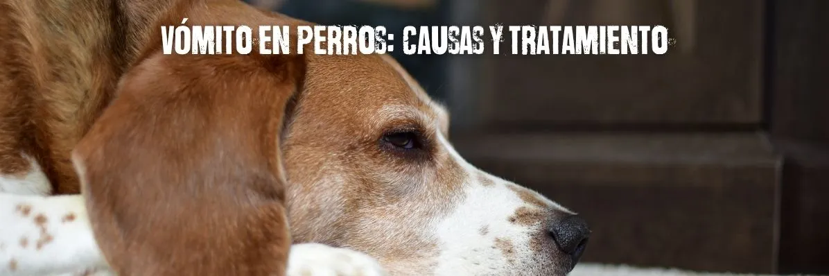 vomito en perros, vomito en perros cuando preocuparse